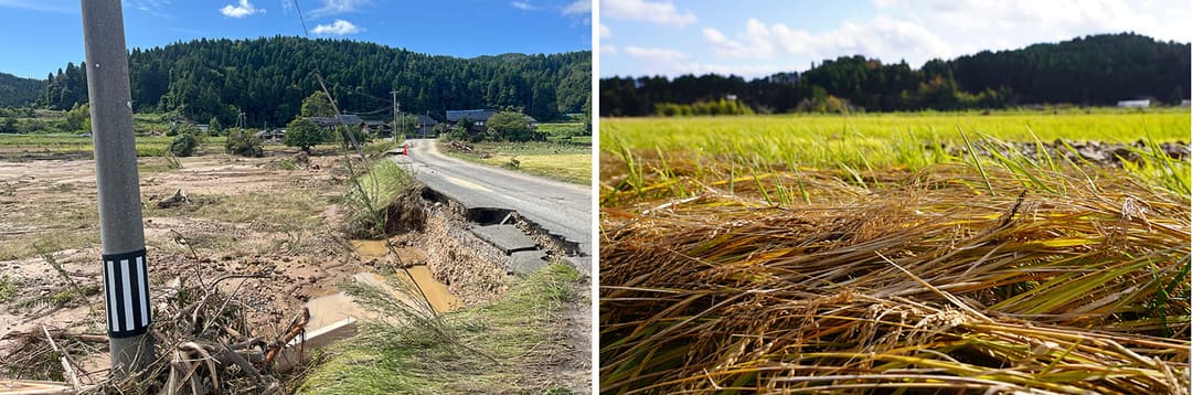左は2024年元日の地震による地割れ被害、右は9月の豪雨で田んぼに泥水が流れ込み収穫間際の稲が倒伏した様子