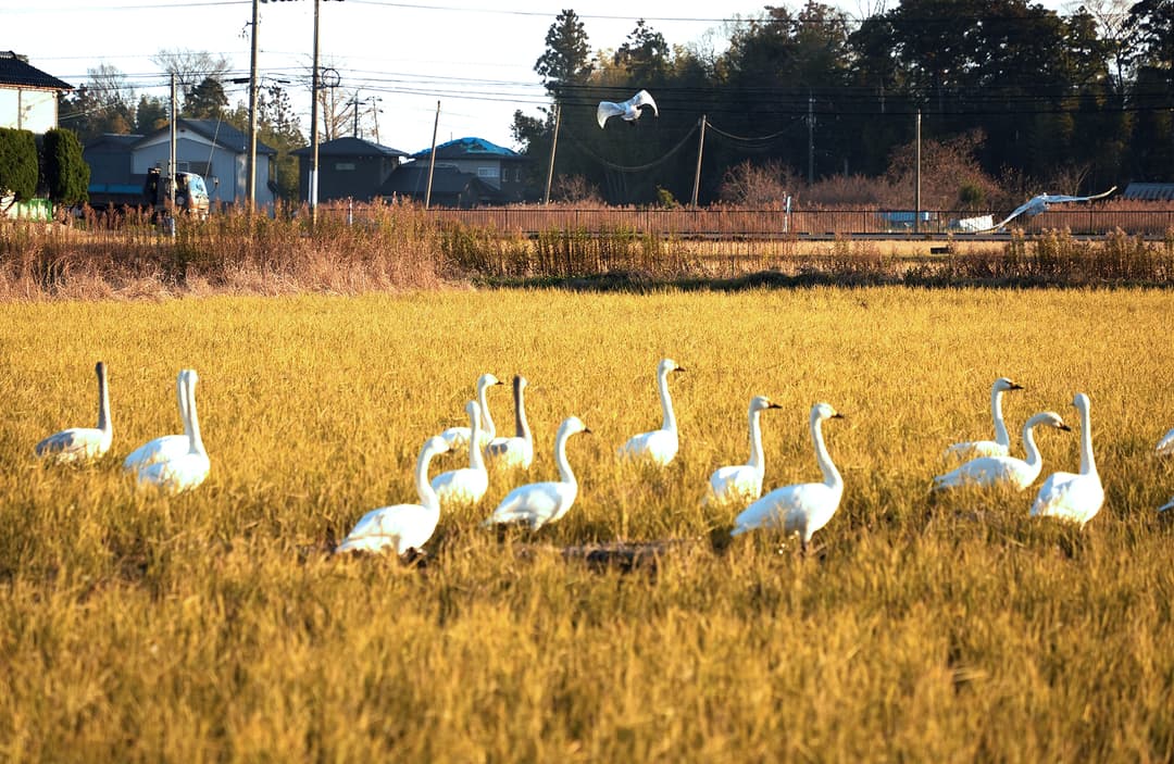 “農事組合法人きずな”が耕作を手掛ける珠洲市野々江町の水田。ハクチョウの群れが現れていた(撮影:2025年12月 関口威人)