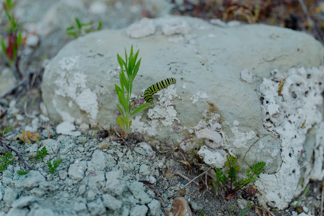 かつて海底にあった岩の上で、芋虫が散歩している