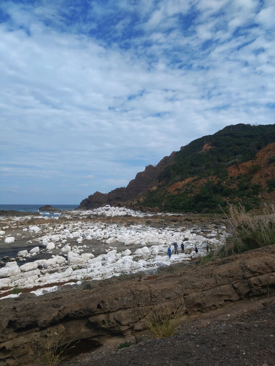 地震の後、海は遠ざかっていた。白く見えるのは、海底が隆起して岩に付いていた石灰質の海藻や貝殻などが露出して乾燥したから(写真提供:七浦地区再生会議)