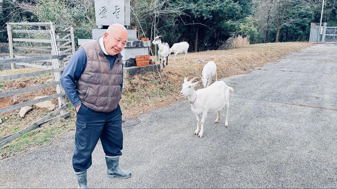 小栗さんの姿を見つけたヤギたちが次々と柵の外に出てきました